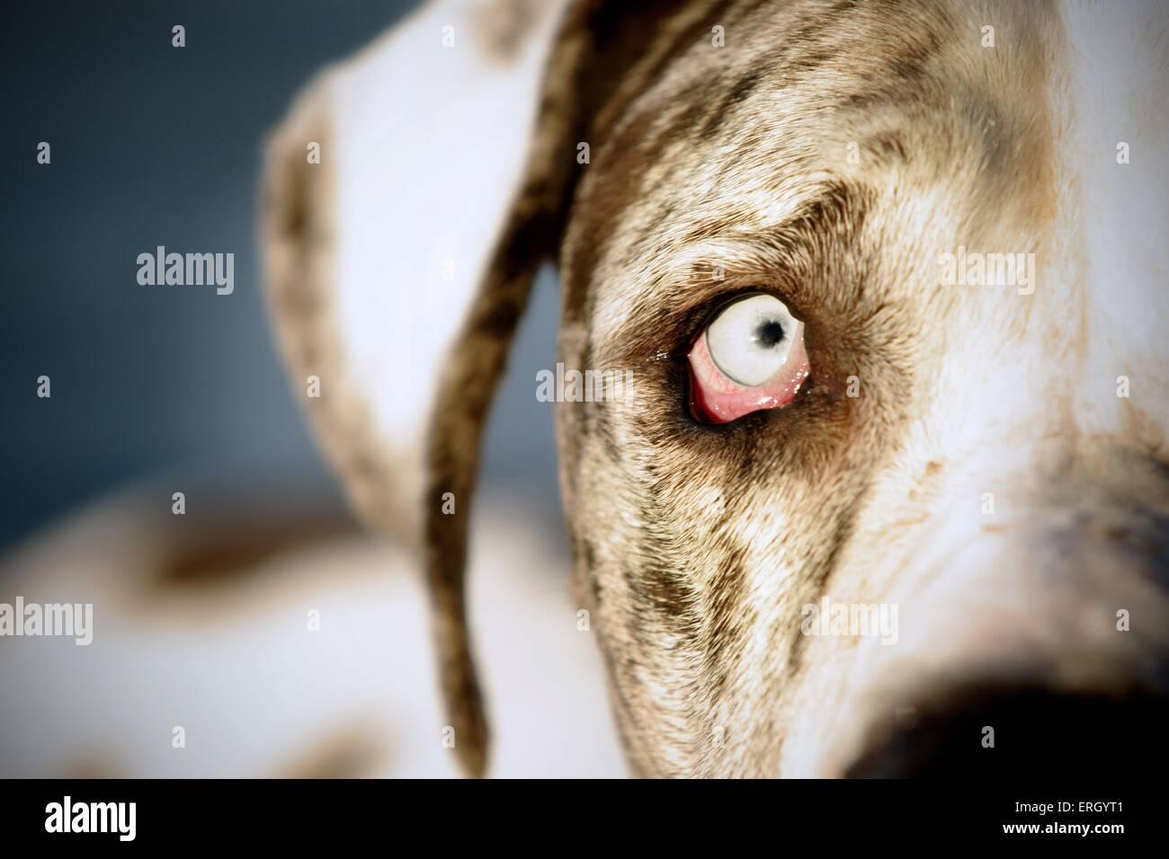 Great dane eye hi res stock photography and images Alamy