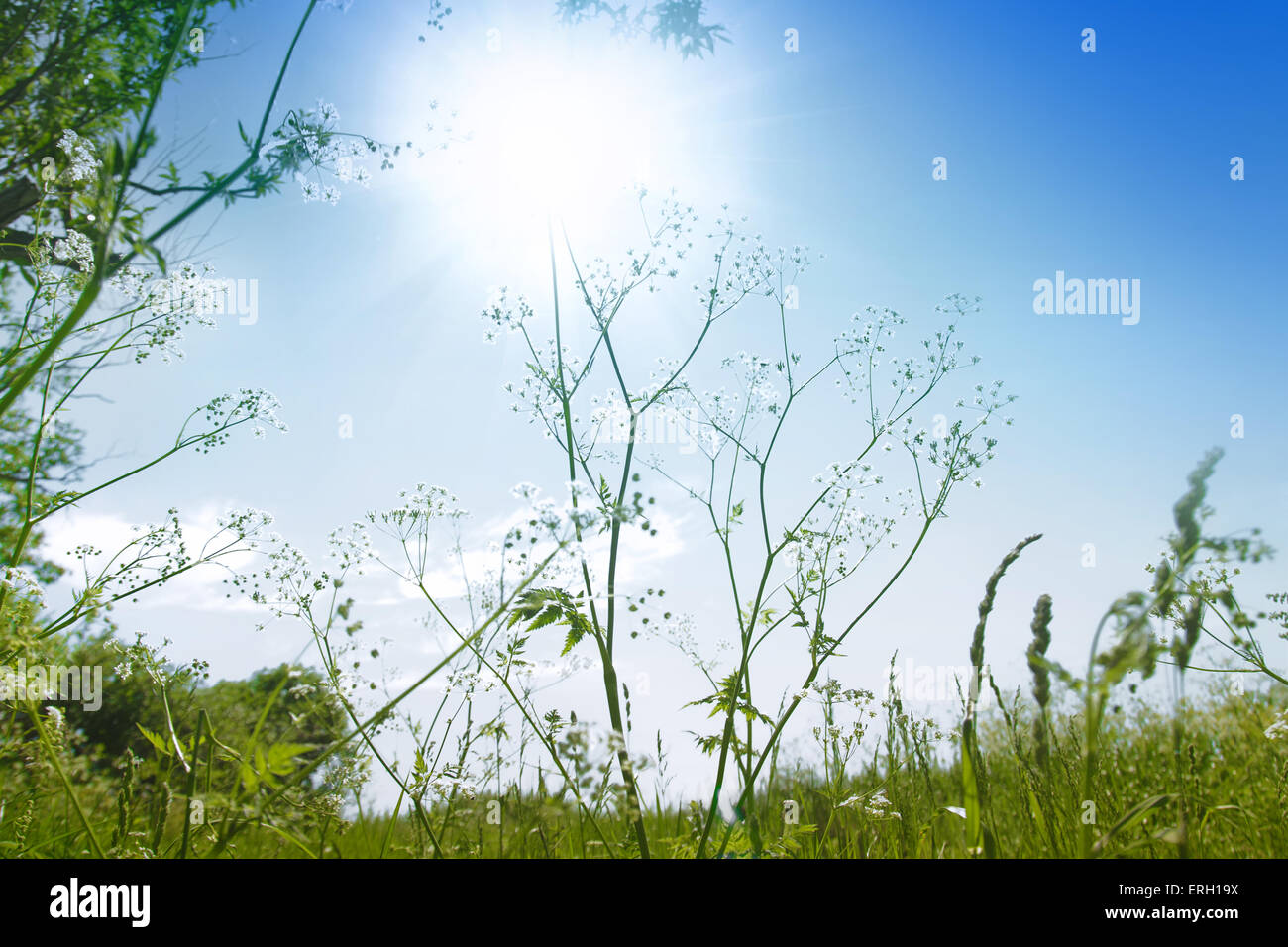 Wild plant against the blue sky Stock Photo - Alamy