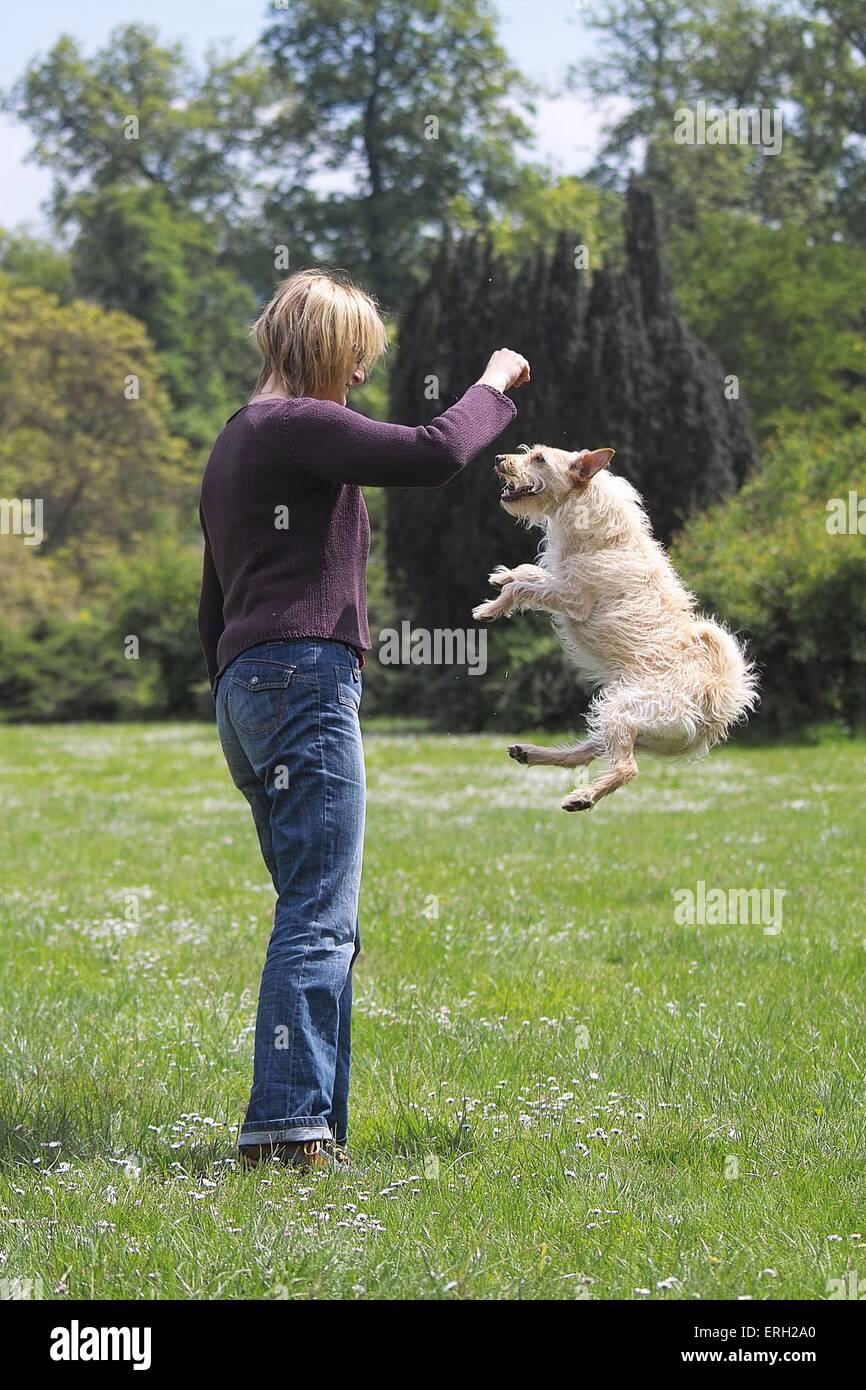 jumping dog Stock Photo