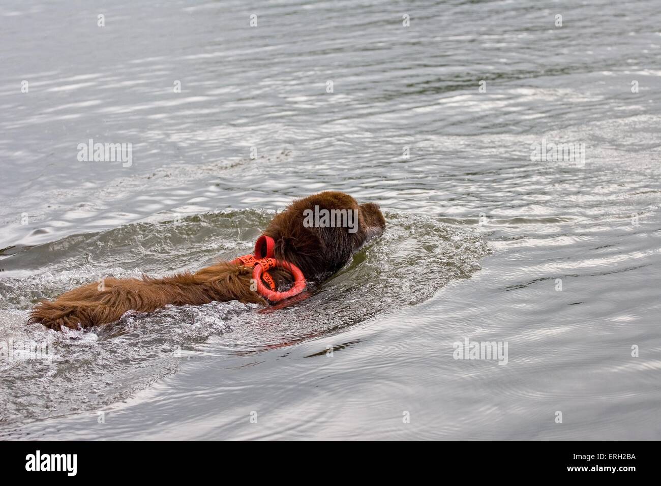 rescue dog Stock Photo