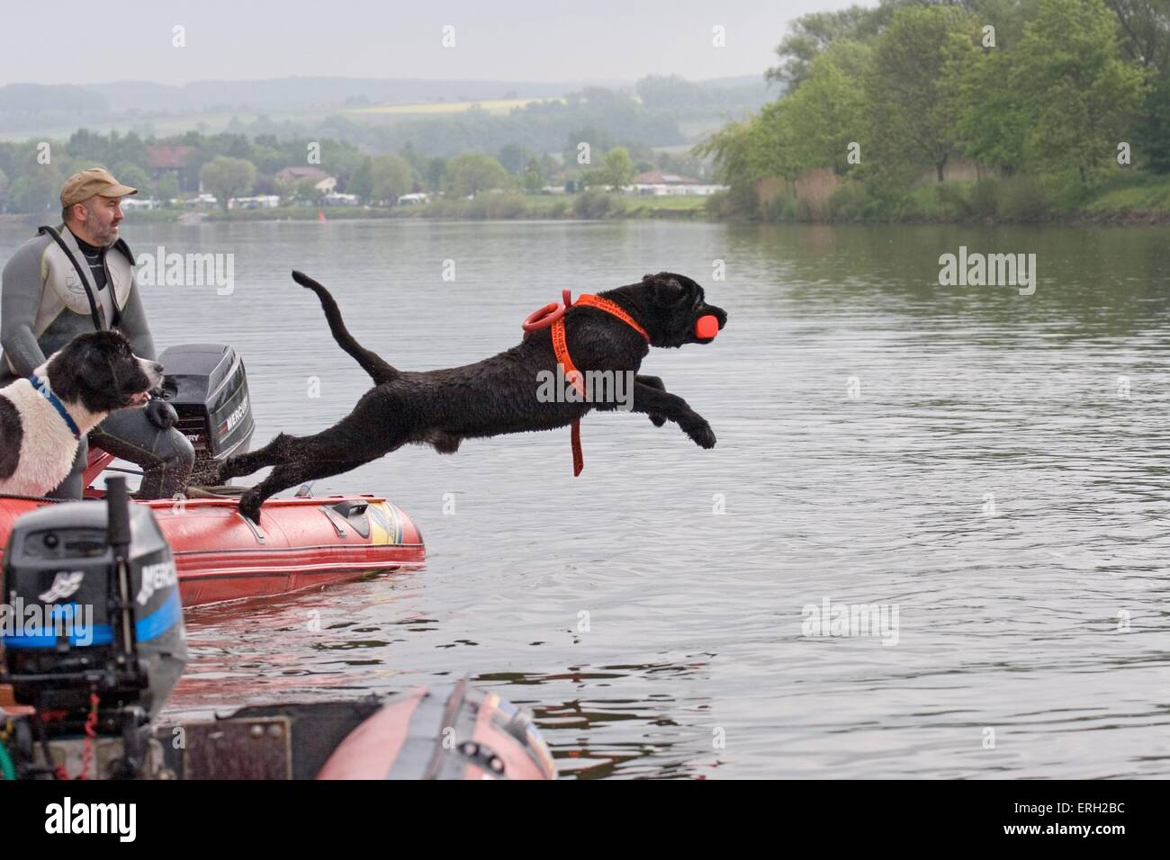 rescue dog Stock Photo