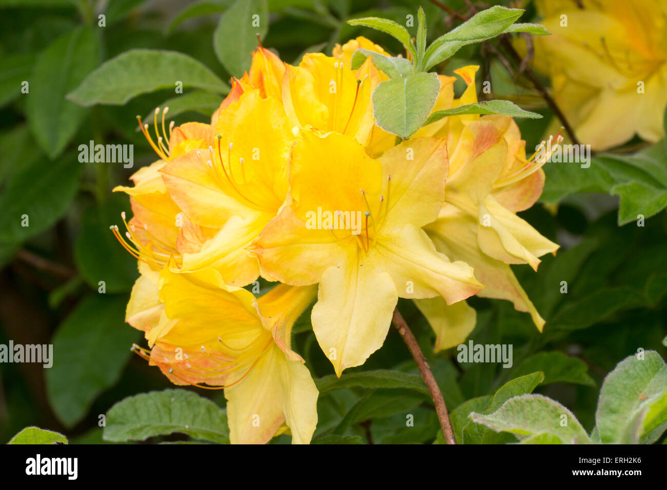 Azalea rhododendron hi-res stock photography and images - Page 3 - Alamy