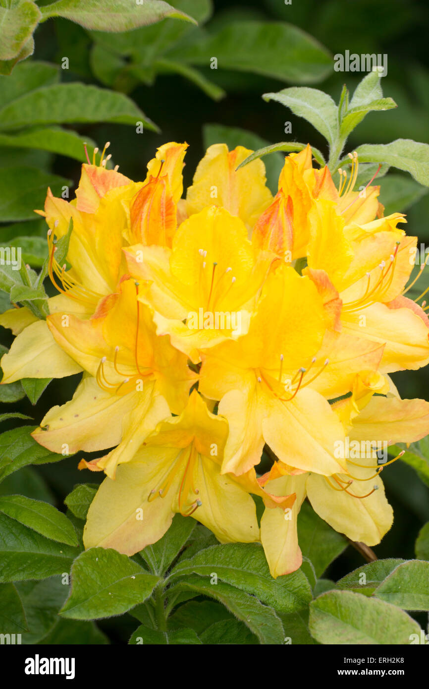 Scented flower clusters of the deciduous azalea, Rhododendron 'Wryneck