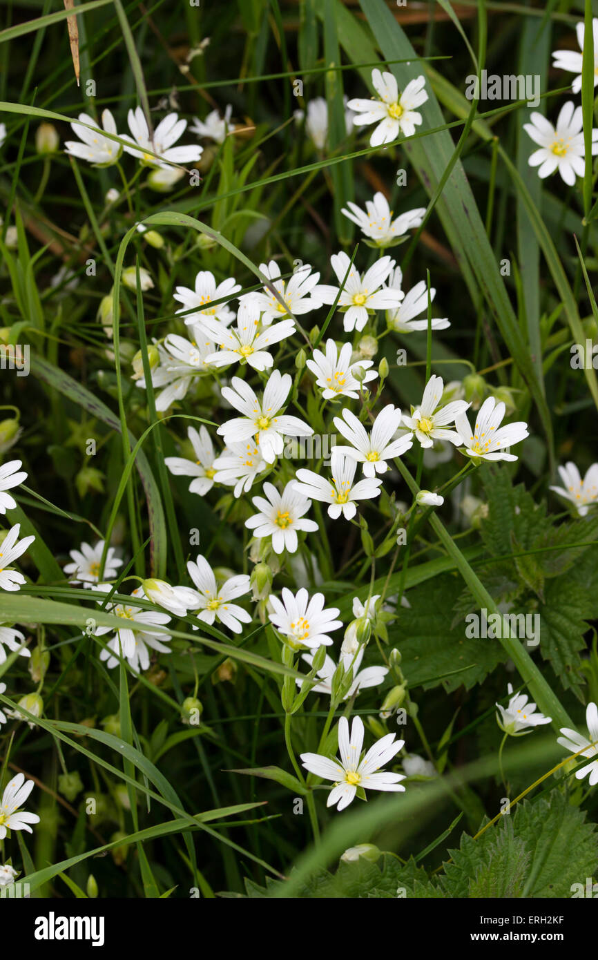 Late May flowers of the greater stitchwort, Stellaria holostea, a UK native wildflower Stock