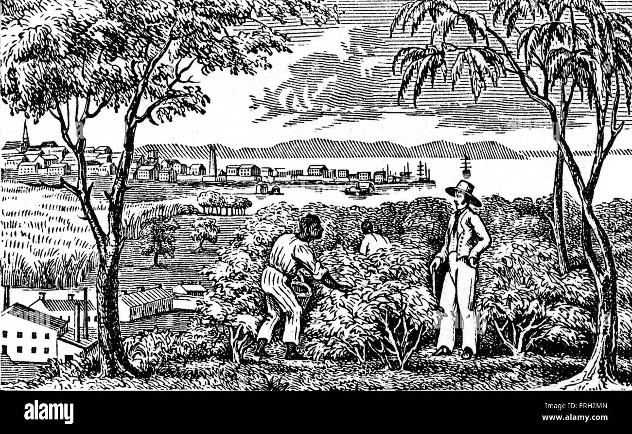 Afro-American slaves  picking cotton on a plantation in the South, 19th century. Stock Photo