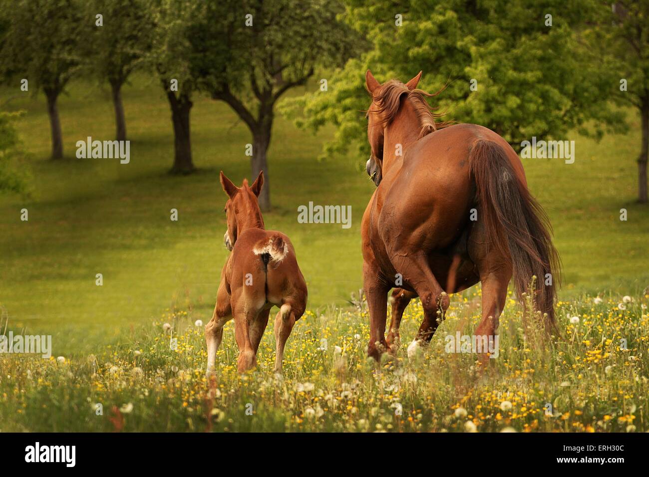 warmblood mare with foal Stock Photo