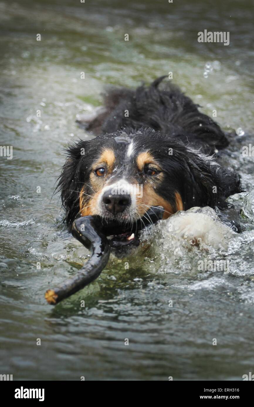 swimming Australian Shepherd Stock Photo Alamy