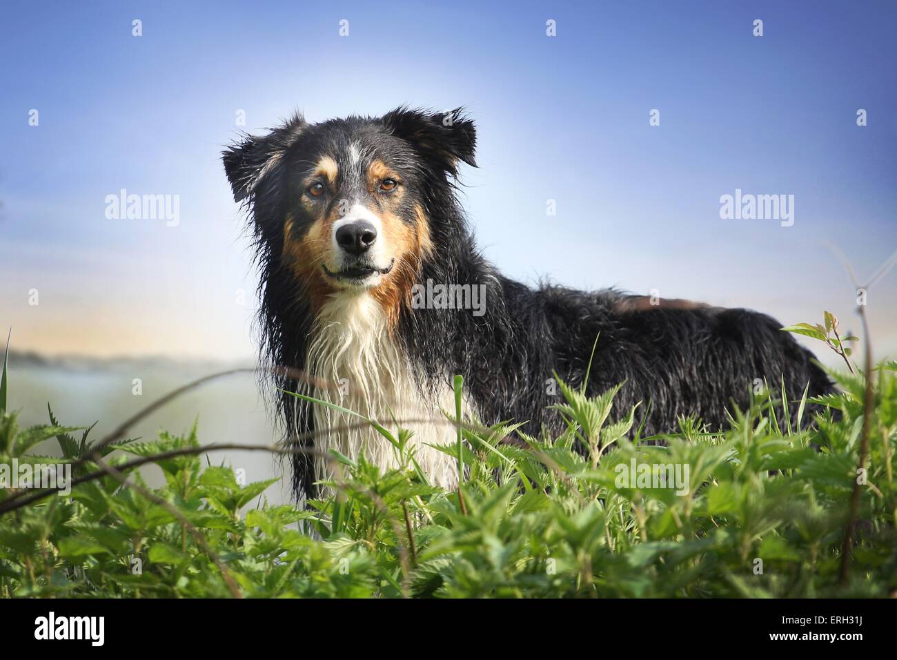 Australian Shepherd Portrait Stock Photo - Alamy