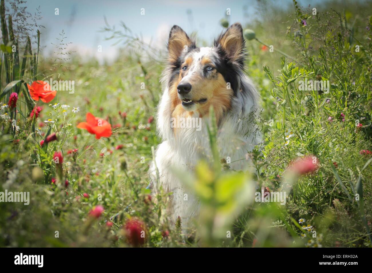 longhaired Collie portrait Stock Photo