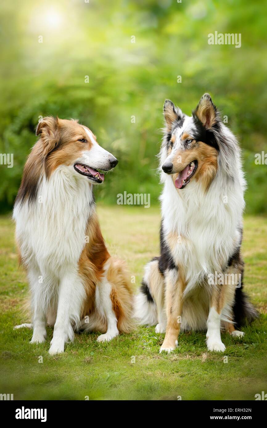Blue Merle Sable Collie Stock Photos Blue Merle Sable Collie