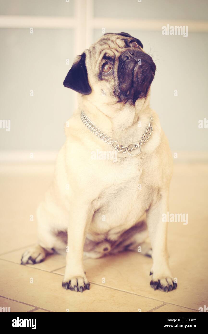 Picture of pug hi-res stock photography and images - Alamy