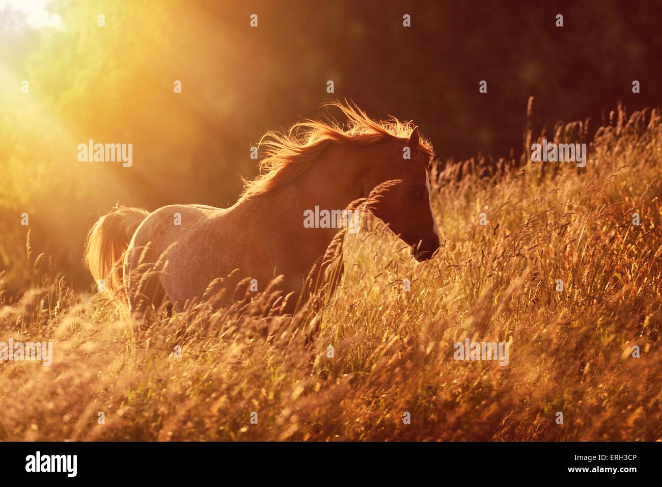 Arabian horse silhouette hi-res stock photography and images - Alamy