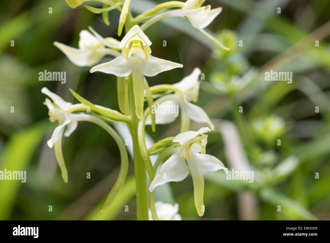 The flowers of a Greater Butterfly Orchid Stock Photo