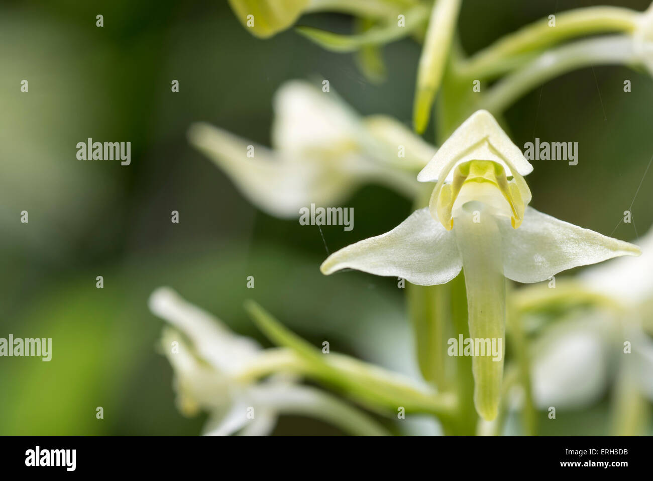 Close up of a Greater Butterfly Orchid flower showing the widely separated pollinaria (pollen sacs) Stock Photo