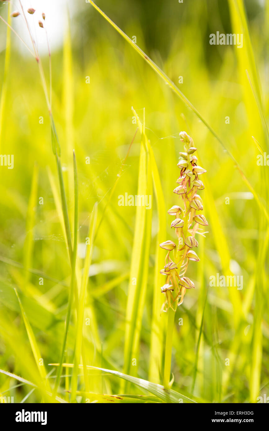 A Man Orchids in its grassland/ downland habitat Stock Photo