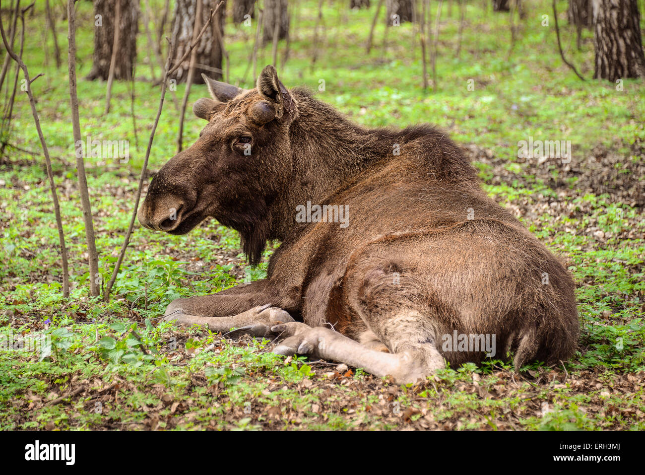 European moose lying in the spring  forest Stock Photo