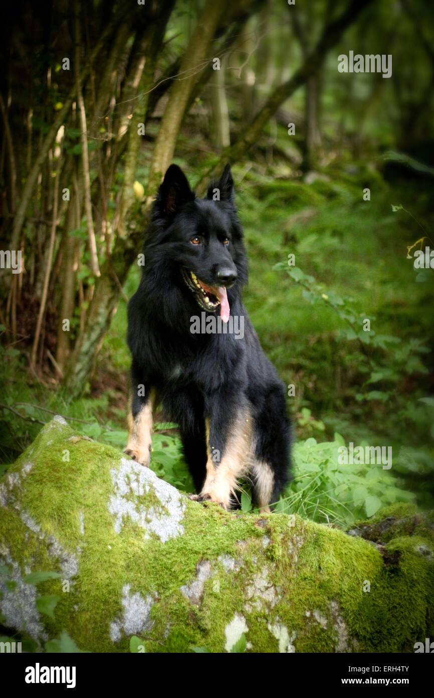 standing German Shepherd Stock Photo