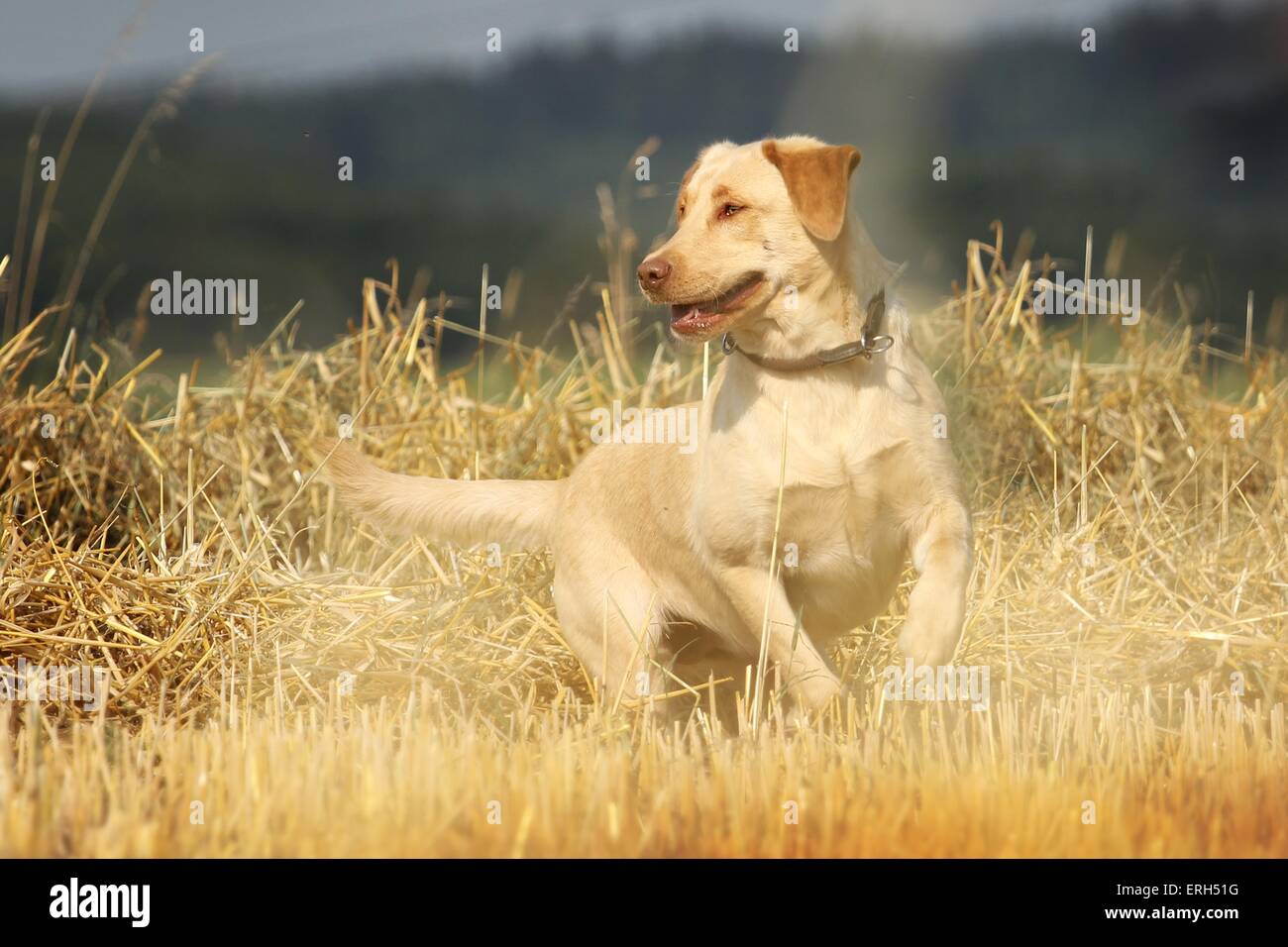running Labrador Retriever Stock Photo Alamy