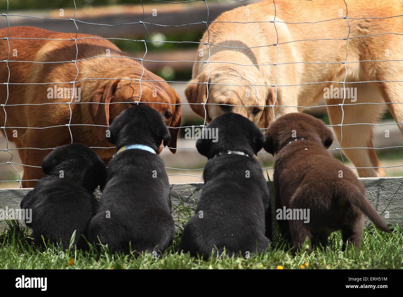Black labrador retrievers with red collars hires stock photography and