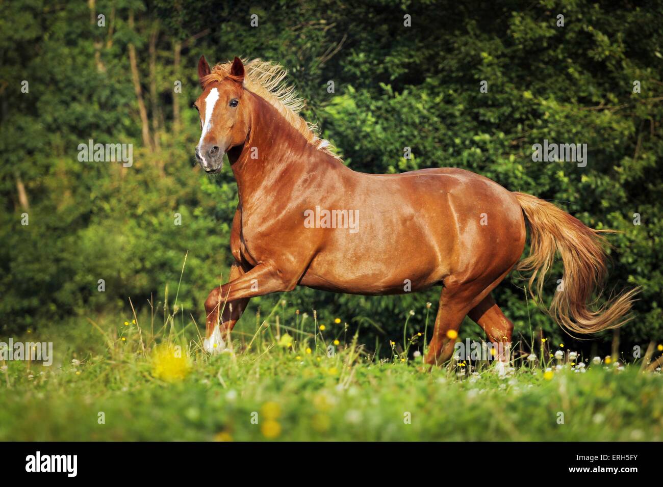 galloping New Forest Pony Stock Photo