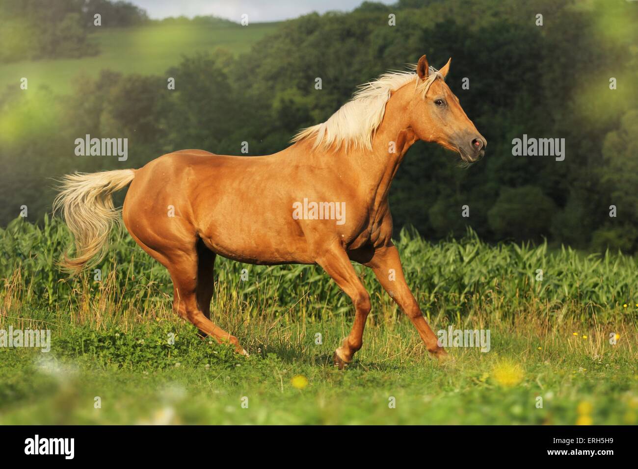 galloping Quarter Horse Stock Photo Alamy