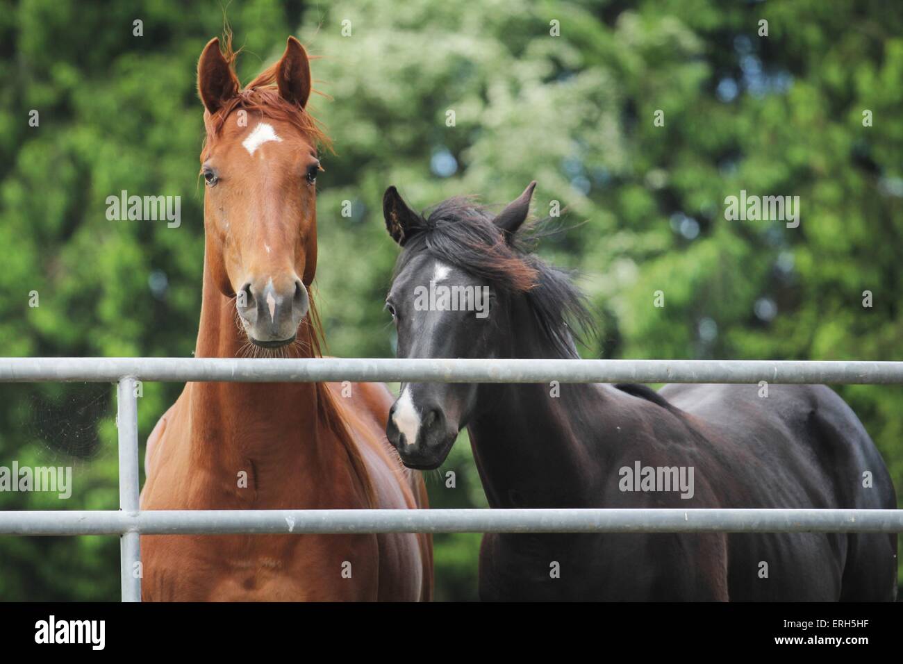 Chestnut horses fence outdoors hi-res stock photography and images - Alamy