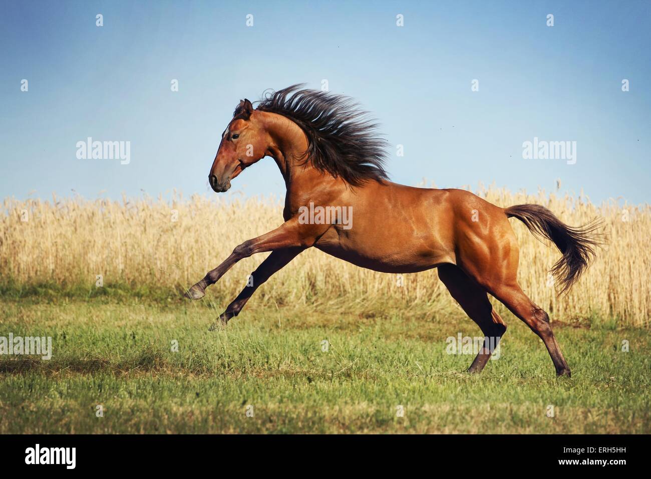 galloping Quarter Horse Stock Photo Alamy