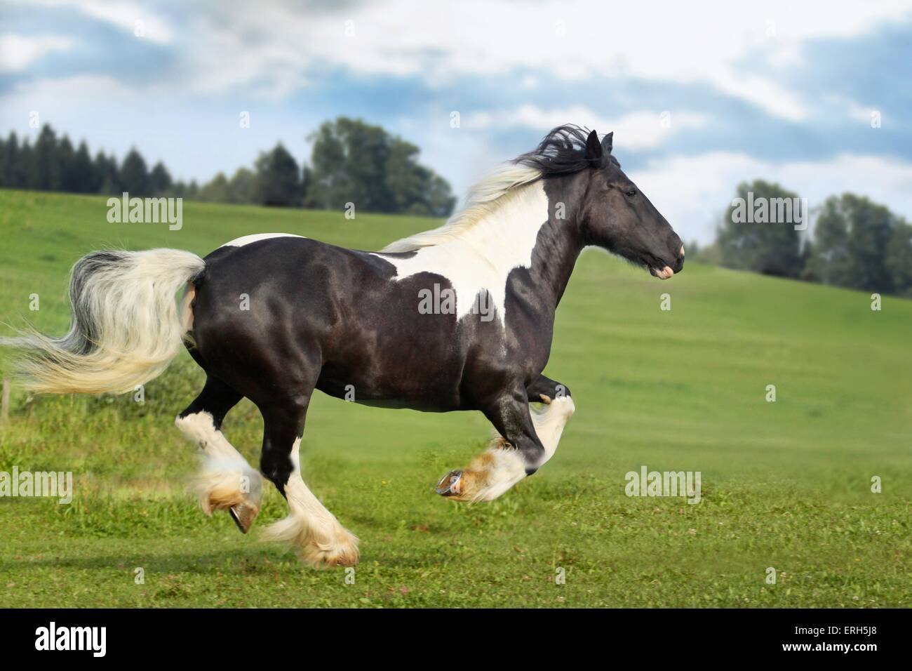 galloping Irish Tinker Stock Photo Alamy