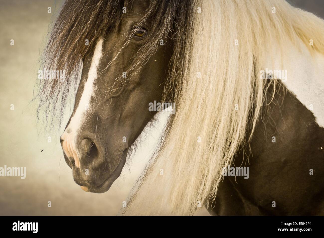 Irish Tinker Portrait Stock Photo Alamy