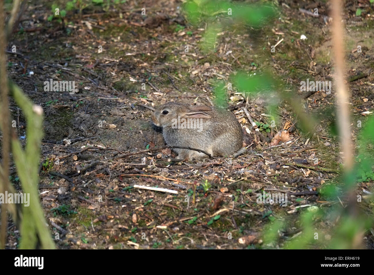 Young rabbit in shade. Stock Photo