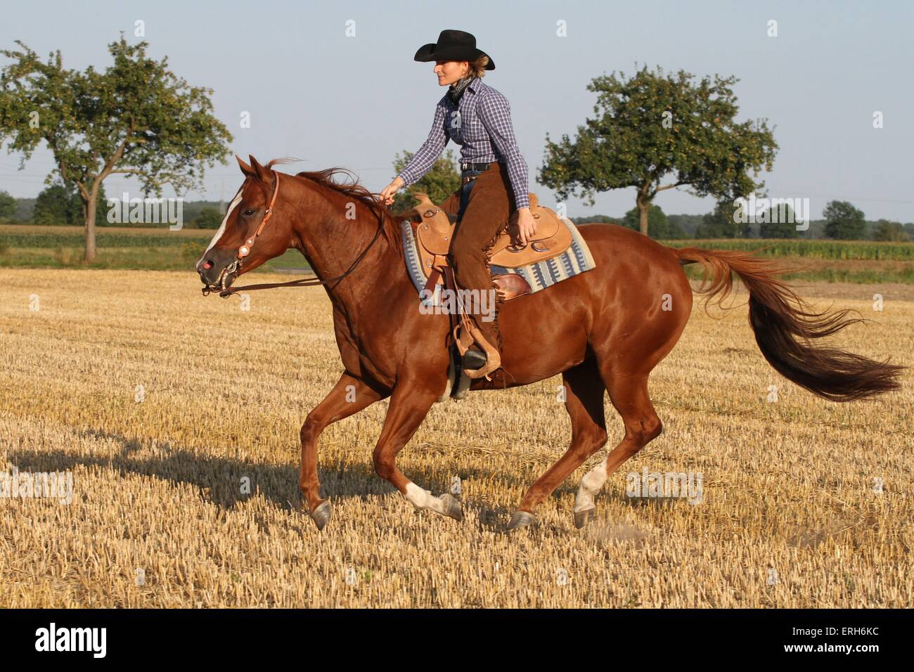 Side view lateral quarter horse quarter horses hires stock photography