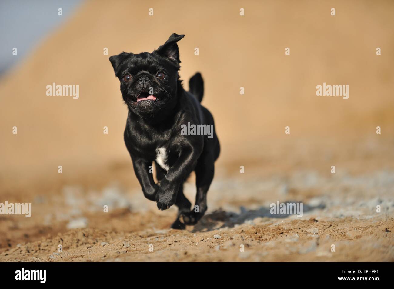 Pugs running hi-res stock photography and images - Alamy