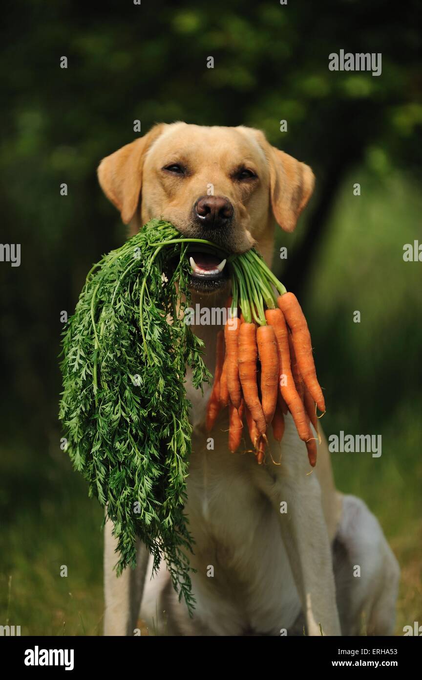 raw diet for labrador
