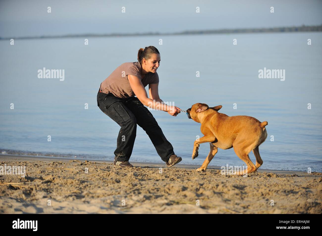 woman plays with German Boxer Stock Photo