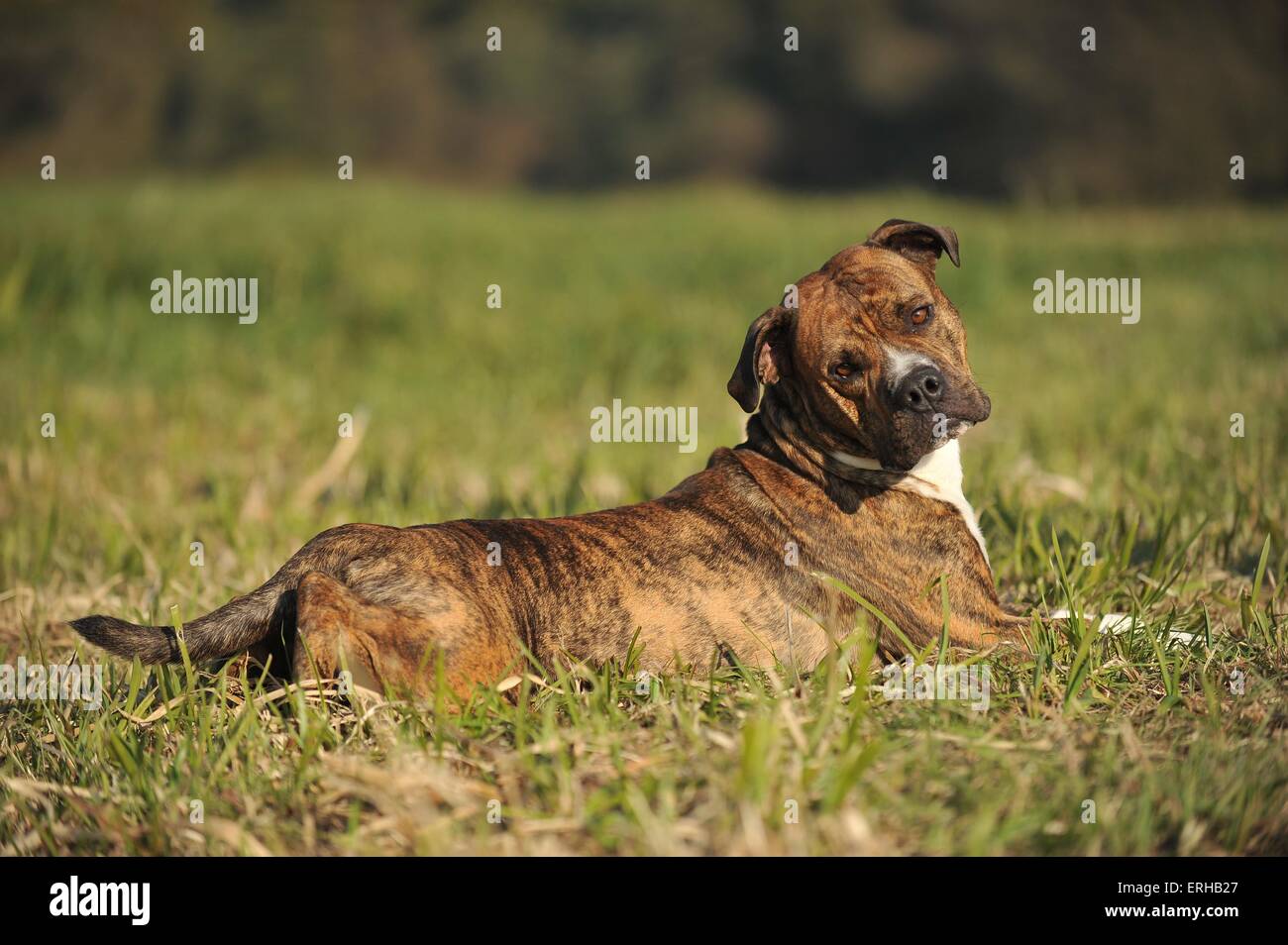 lying Olde English Bulldog Stock Photo