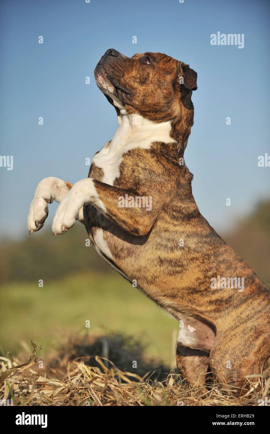 Olde English Bulldog shows trick Stock Photo Alamy