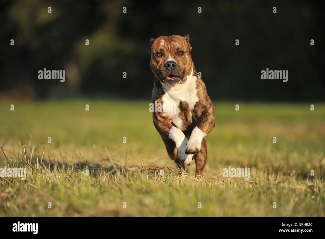 running Olde English Bulldog Stock Photo