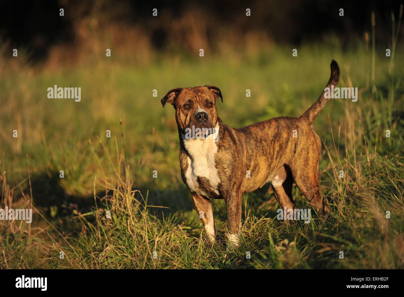 Olde English Bulldog Stock Photo