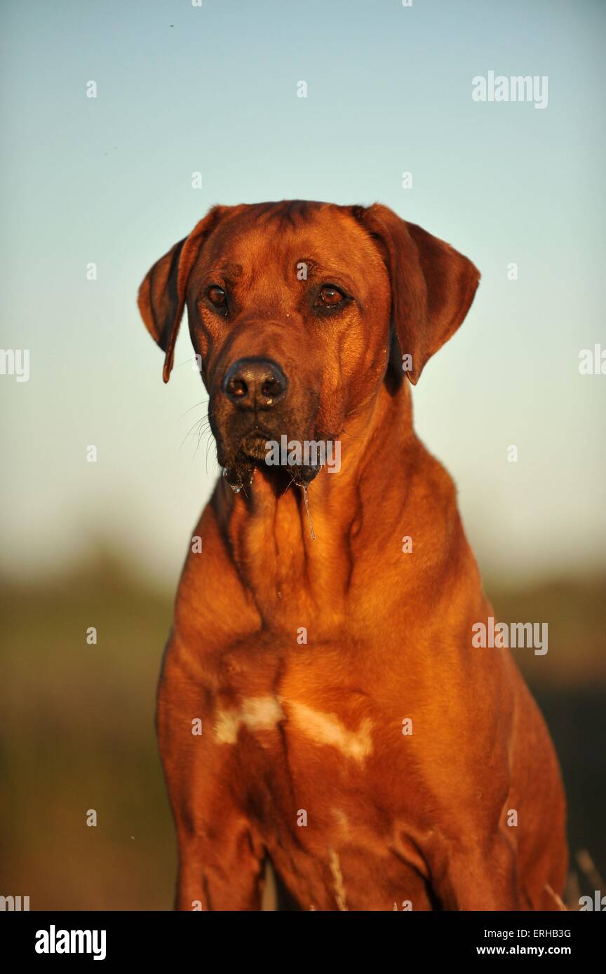 Rhodesian Ridgeback Portrait Stock Photo - Alamy