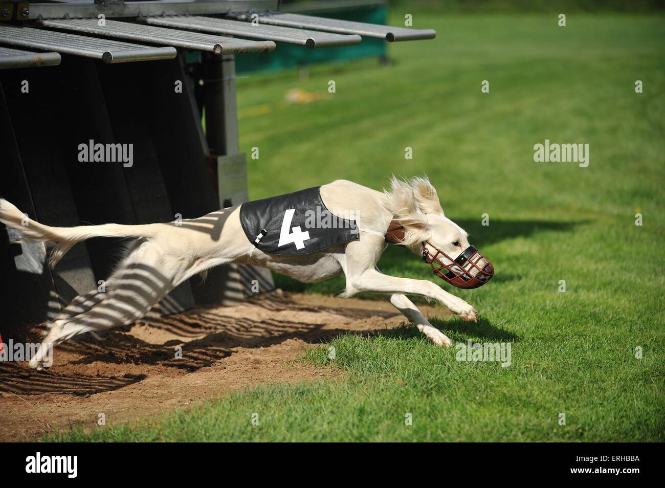 running Persian Greyhound Stock Photo