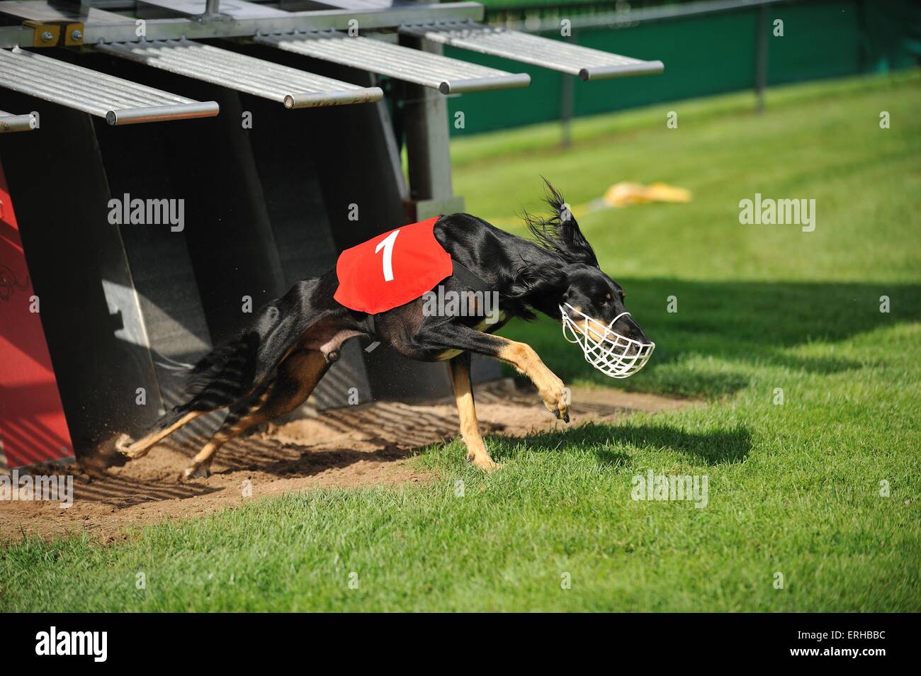 running Persian Greyhound Stock Photo