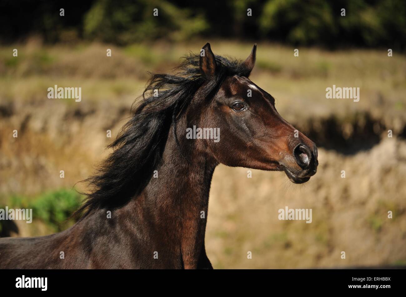 arabian horse potrait Stock Photo