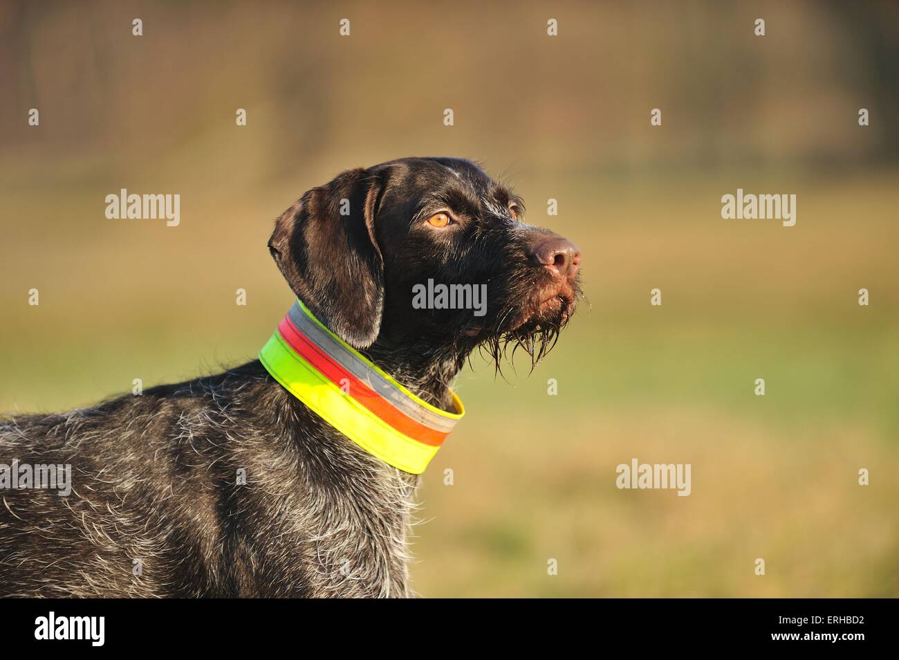 German wirehaired Pointer Portrait Stock Photo - Alamy