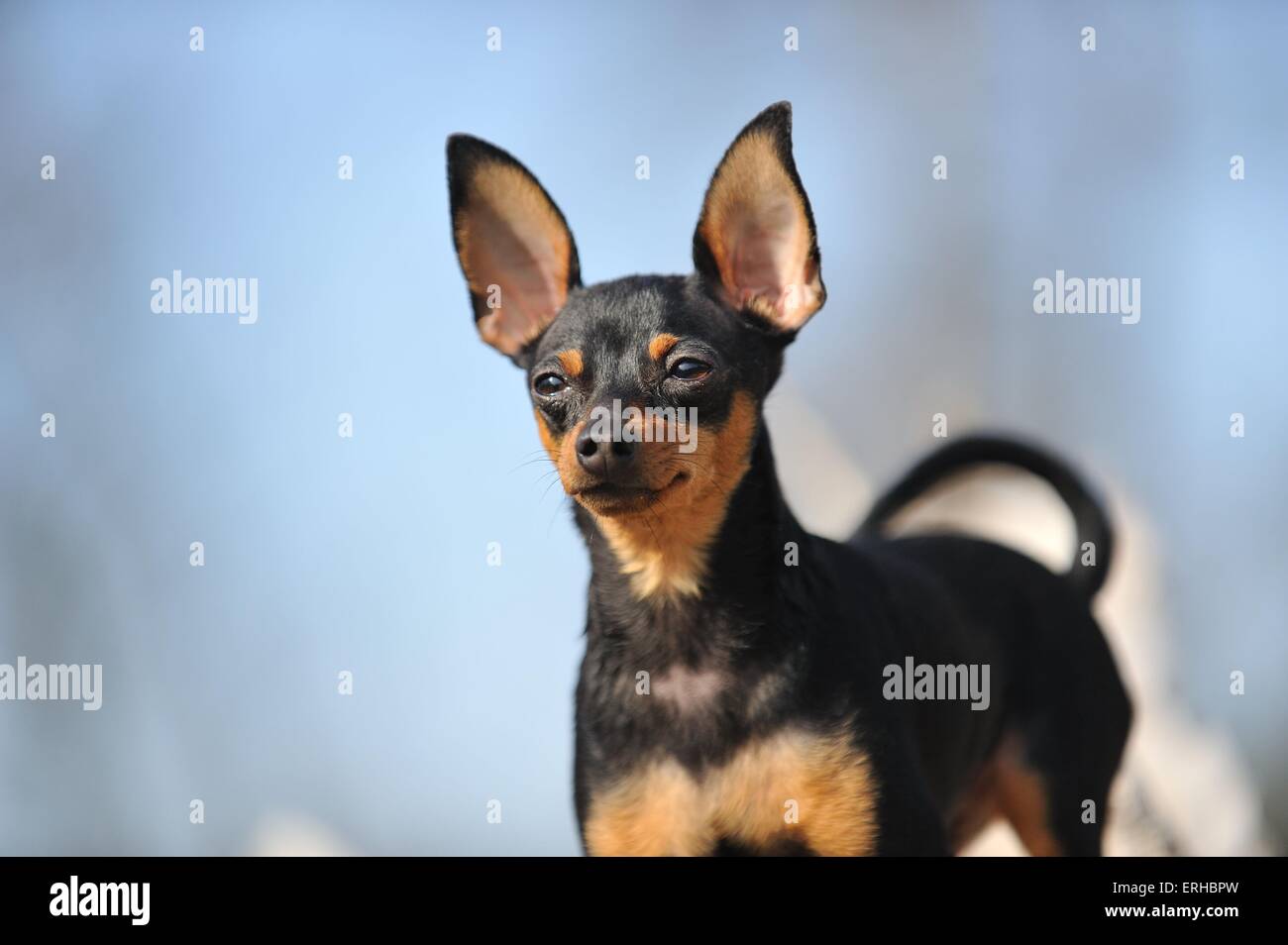 Black and tan toy terrier deals