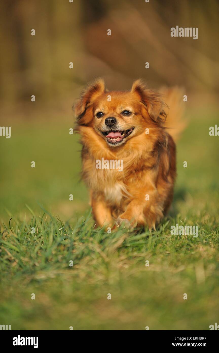 running Tibetan Spaniel Stock Photo