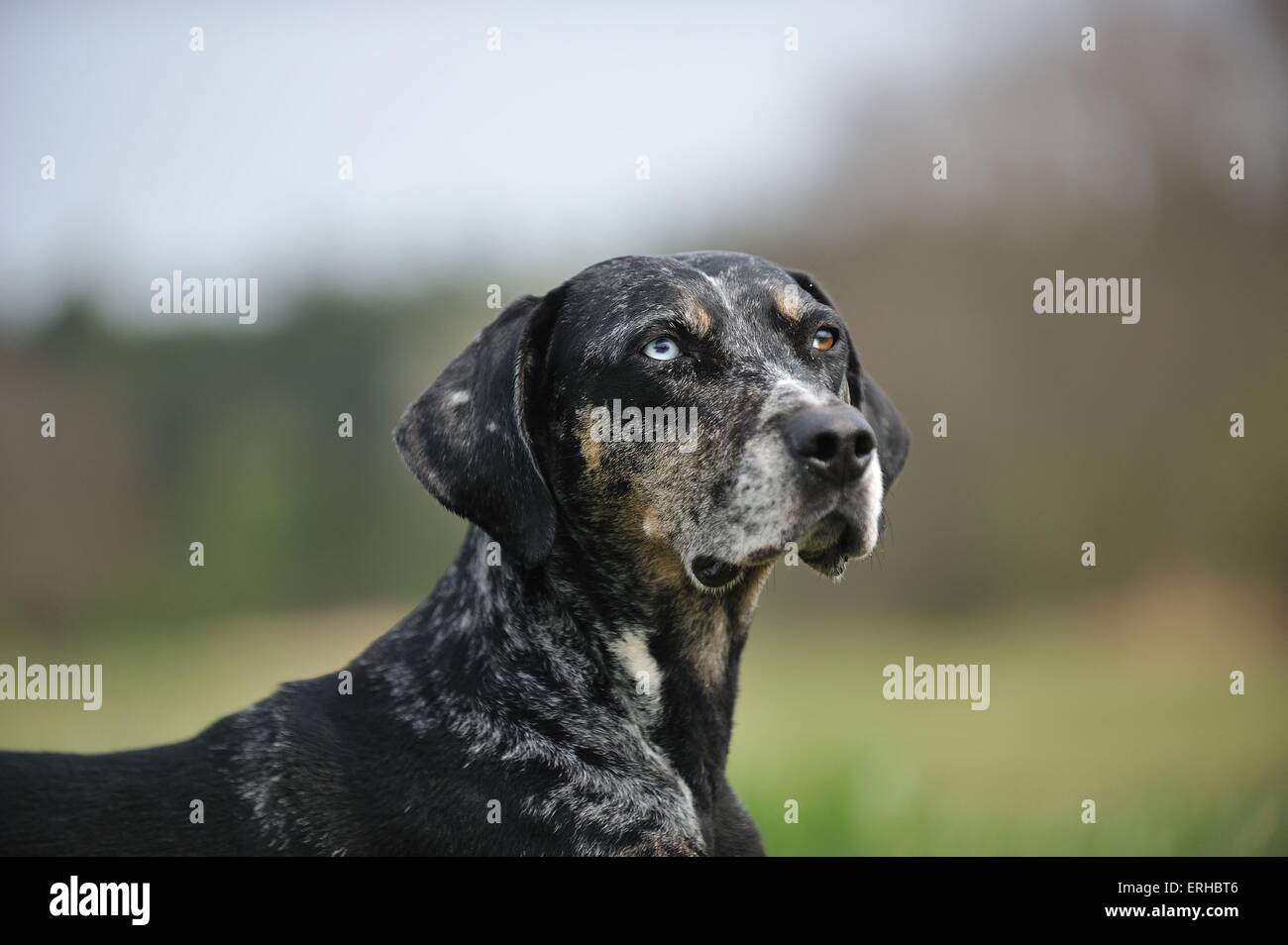 Louisiana Catahoula Leopard Dog Portrait Stock Photo - Alamy