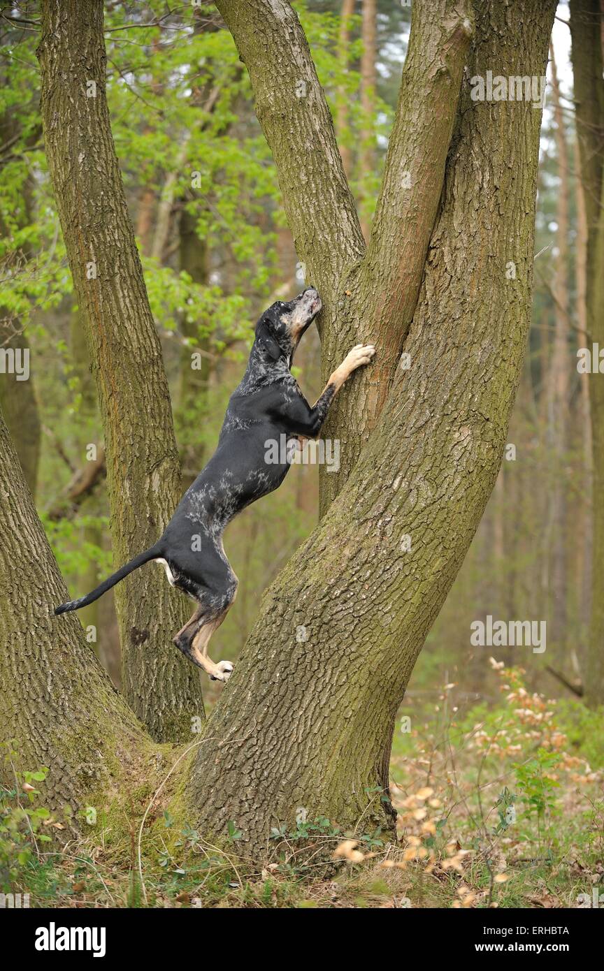Dog climbing high hires stock photography and images Alamy