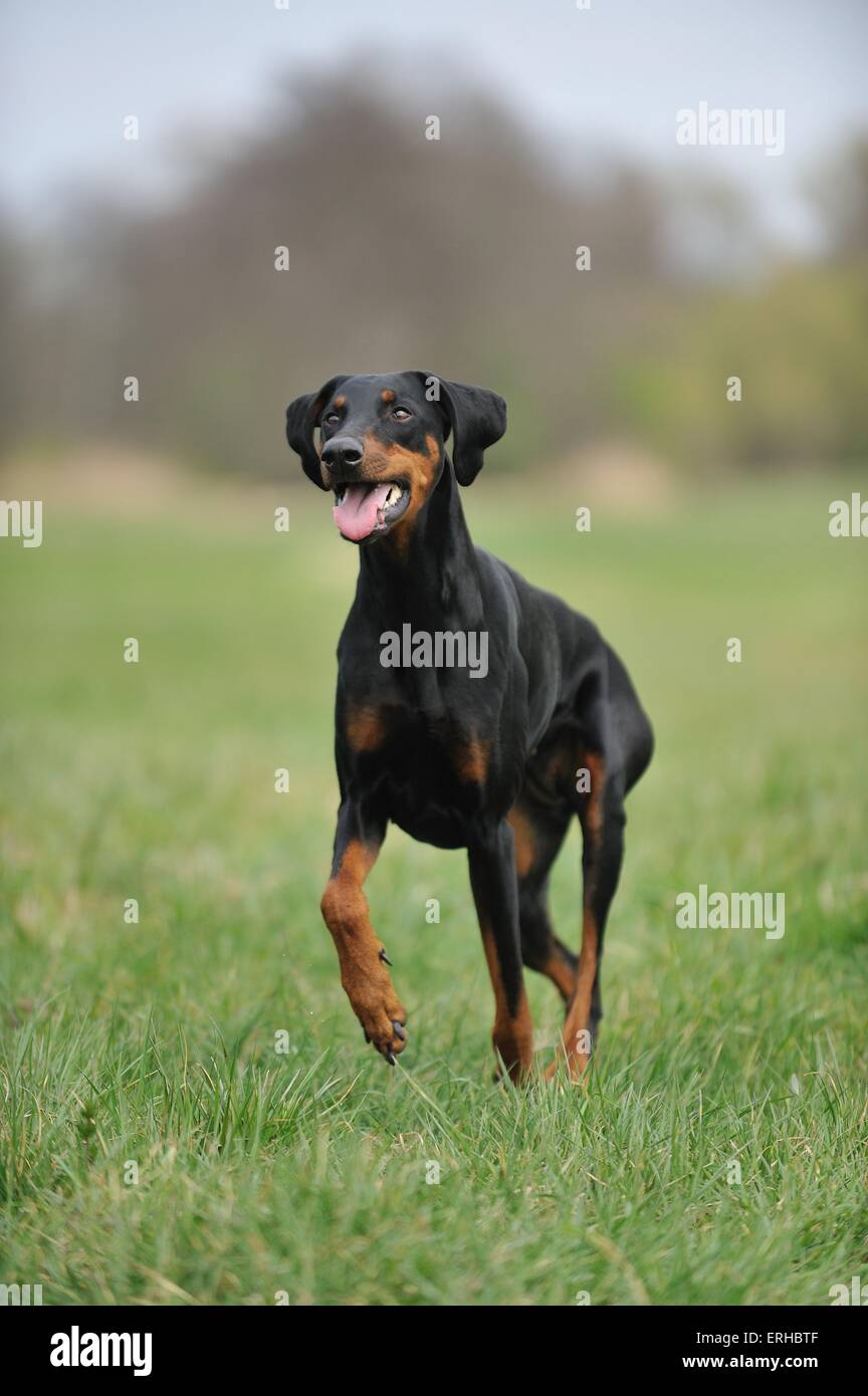 running Doberman Pinscher Stock Photo - Alamy