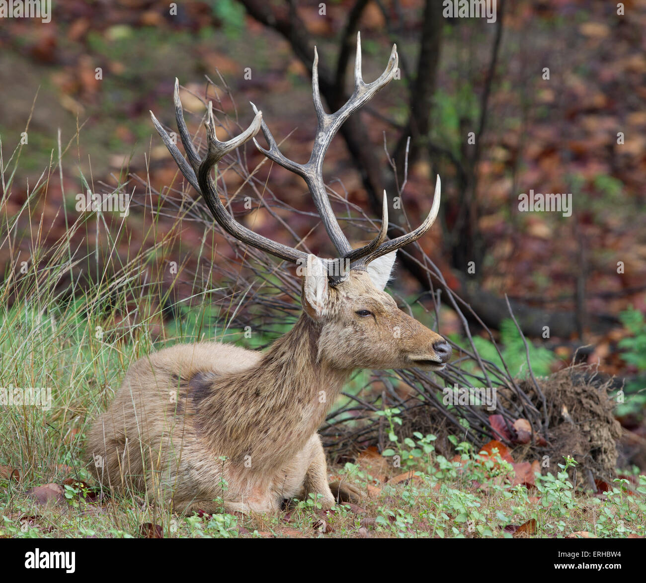 Barasingha /Swamp deer (Rucervus duvaucelii Stock Photo Alamy