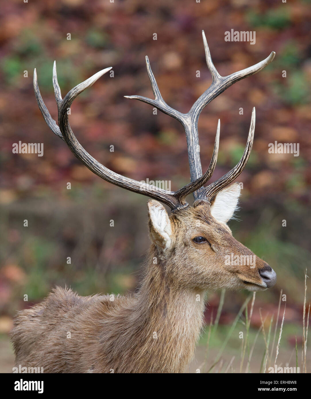 Barasingha /Swamp deer (Rucervus duvaucelii Stock Photo Alamy
